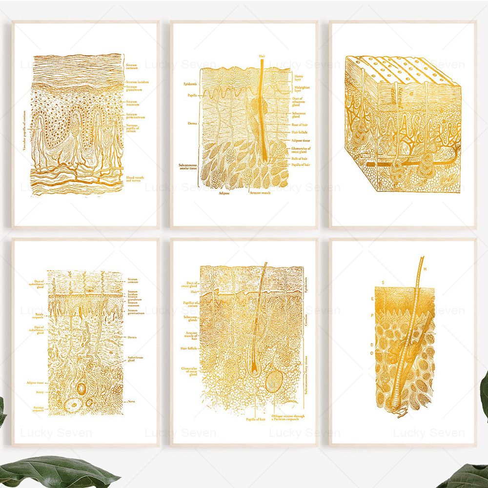 Skin Care Anatomy Posters Diss - Skincare Ls review and price