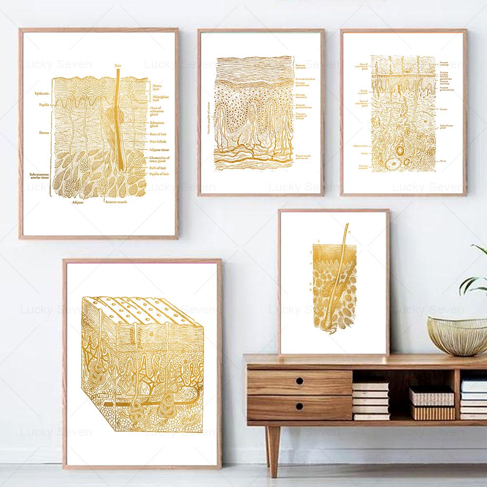 Skin Care Anatomy Posters Diss - Skincare Ls review and price