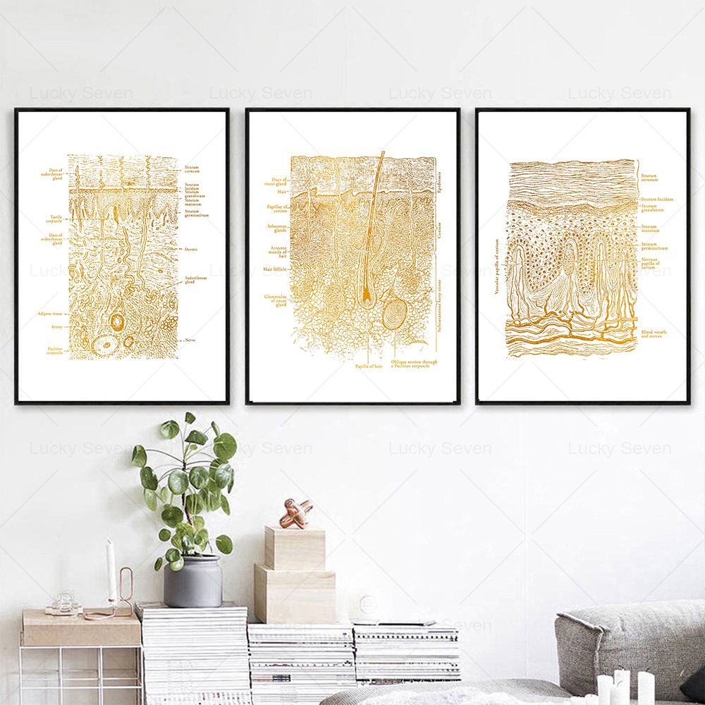 Skin Care Anatomy Posters Diss - Skincare Ls review and price